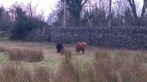 Ponies in a field, Ballintubber, Co. Mayo