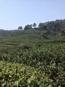 A tea farm