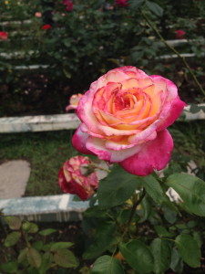 One of the flowers from the garden