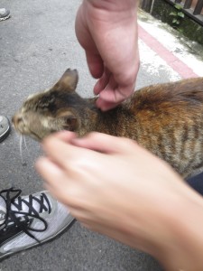 One of the cute cats in Jiufen