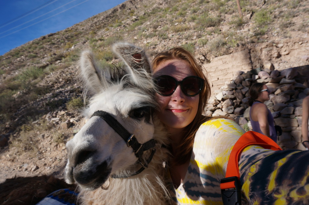Llama selfie