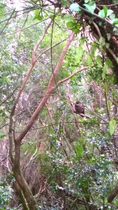 Look! We spotted an owl!