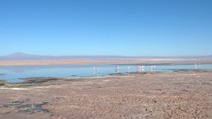 National Flamingo Reserve
