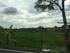 Common sights while driving through Bali