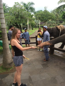 Feeding elephants coconut palm bark