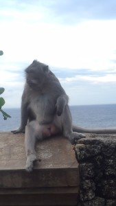 Monkey on the railing, no camera zoom used!
