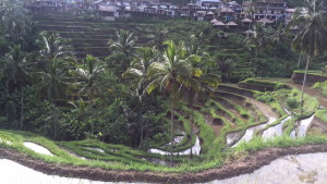 Panoramic view of the rice terrace
