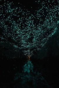 Example of a glow worm cave (Source: Peter Clark, Bioluminescence, Pinterest)