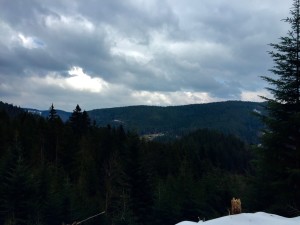 Beautiful views of the dense Schwarzwald 