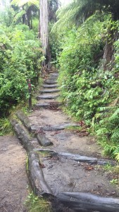 Steps throughout the Redwood Forest