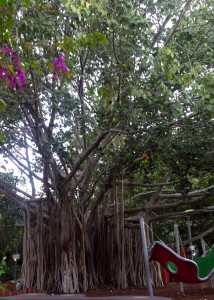 Bunyan tree in Southbank Botanic Gardens
