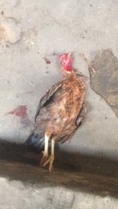 Second sacrificed chicken 