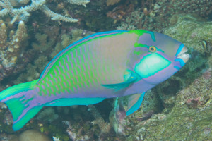 Parrotfish (picture from https://phishdoc.com/2015/09/14/parrotfish-i/)