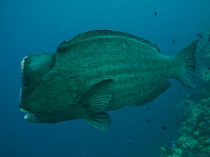 Bumphead Parrotfish (picture from http://www.swissnomads.com/2014/09/best-dive-sites-lhaviyani-atoll-maldives/)