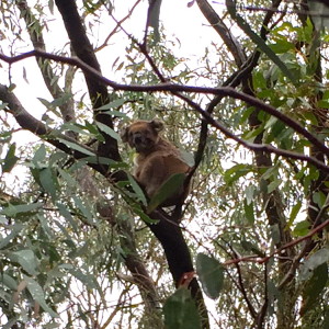 Koala in You Yangs Park