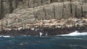 Seals along the cliff edges