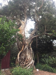 Interesting tree in the botanical gardens